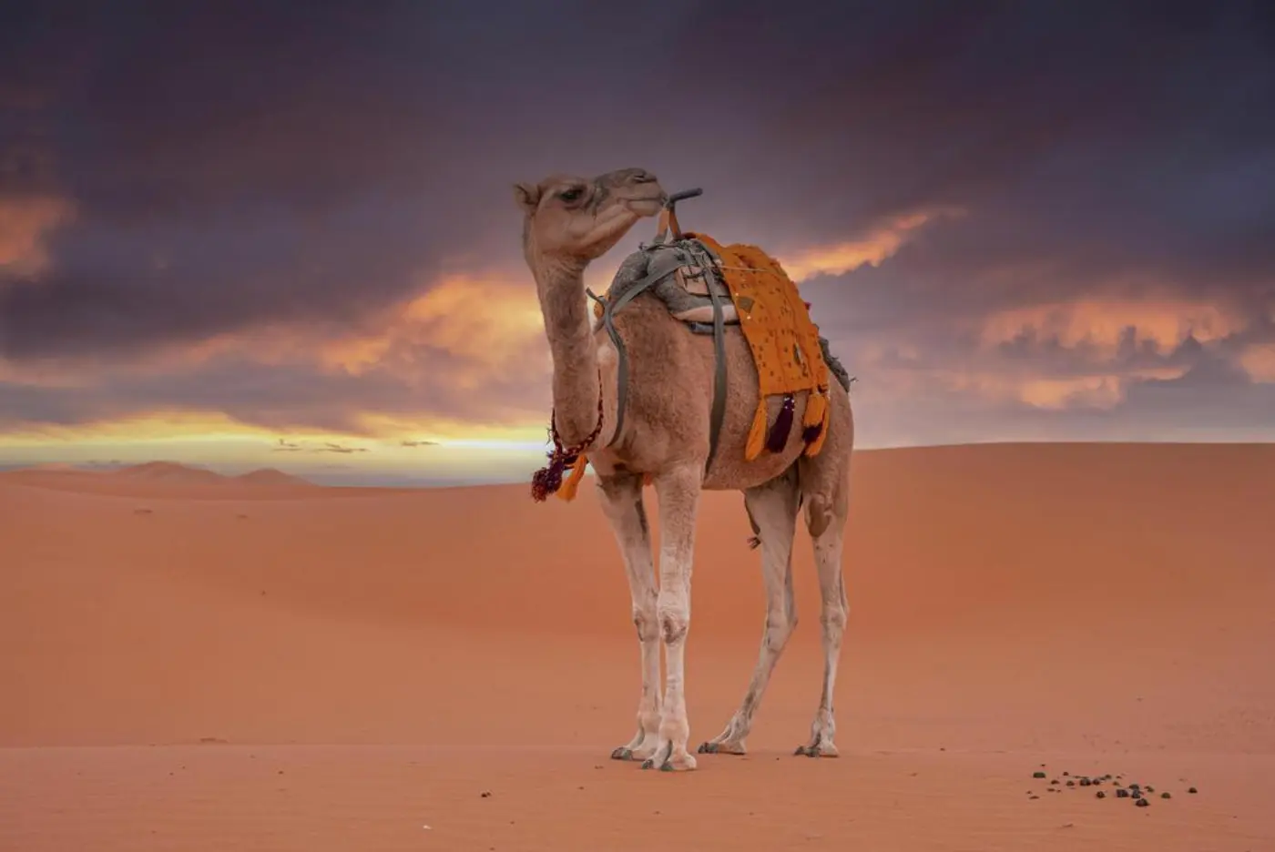 Kameelrit en Een Nag in die Merzouga-woestyn